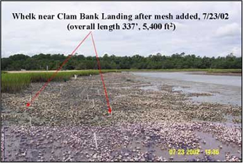 Oyster restoration site with mesh and depth poles