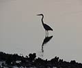 Photograph of Wildlife at the Waddell Mariculture Center - Great Blue Heron (Ardea herodias)
