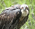 Photograph of Wildlife at the Waddell Mariculture Center - Juvenile Bald Eagle (Haliaeetus leucocephalus)