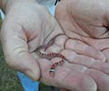 Photograph of Wildlife at the Waddell Mariculture Center - Scarlet Snake (Cemophora coccinea)