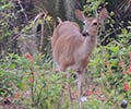 Photograph of Wildlife at the Waddell Mariculture Center - White tailed deer (Odocoileus virginianus)