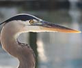 Photograph of Wildlife at the Waddell Mariculture Center - Great Blue Heron (Ardea herodias)