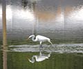 Photograph of Wildlife at the Waddell Mariculture Center - Great Egret (Ardea alba)