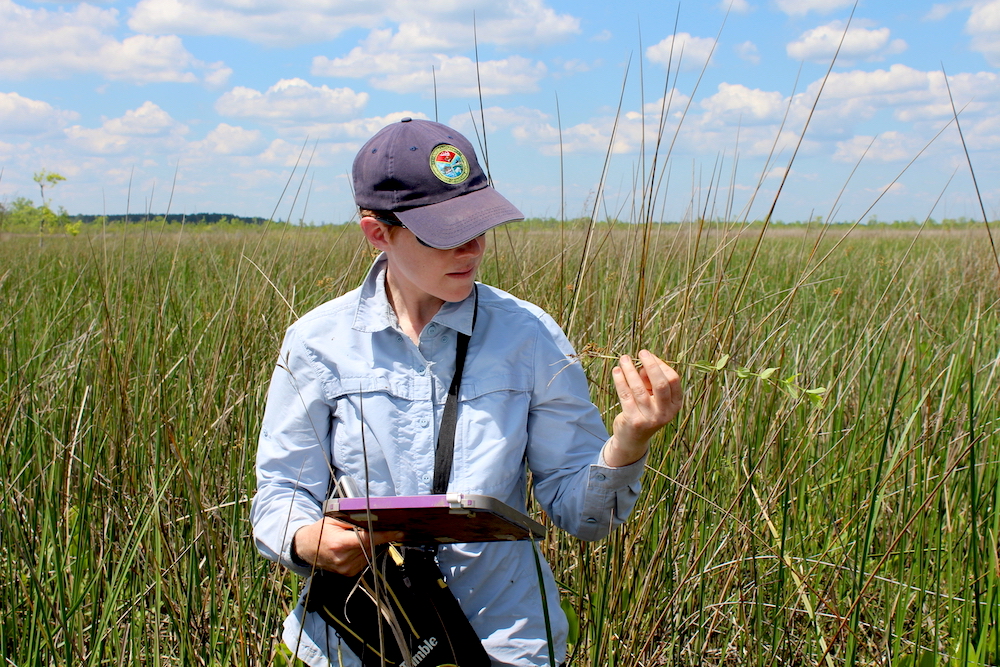 A scientist studying a piece of vegetation in the marsh