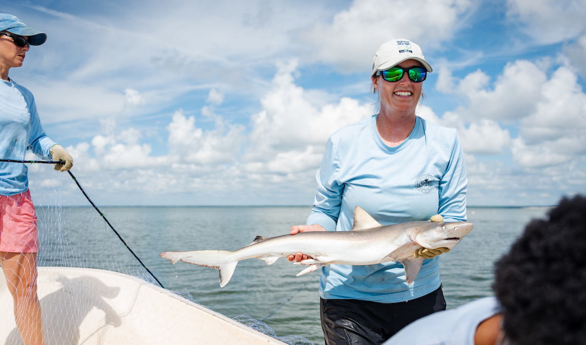 A biologist handles a shark during a survey of sharks in South Carolina Waters