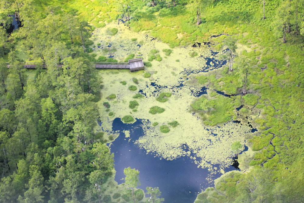 An aerial view of a dock leading out into vegetation covered wetlands at Donelley WMA