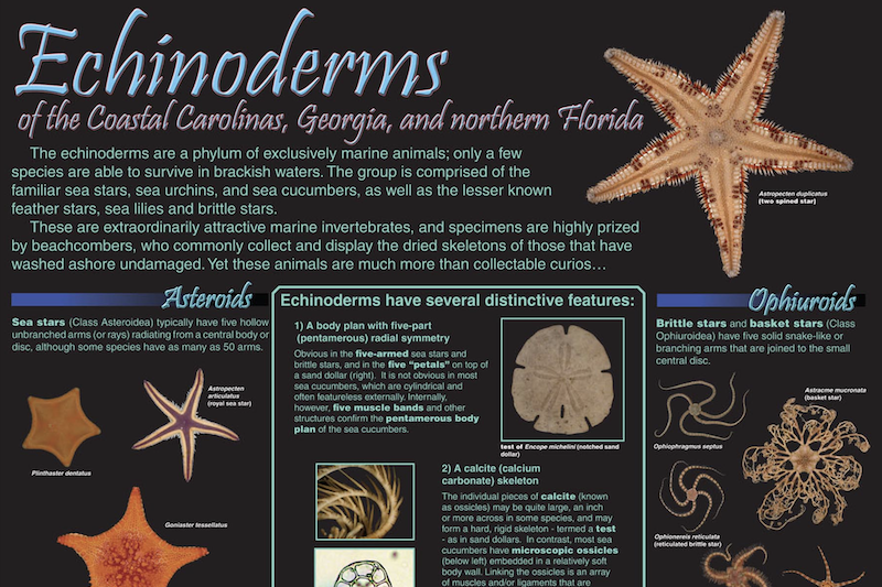 A SERTC Poster on Echinoderms showing Sea Stars, Sand Dollars, and more.