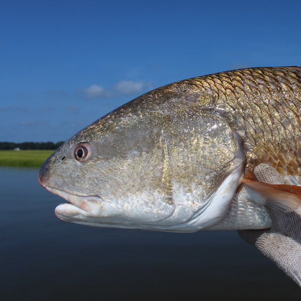 A red drum held above the water