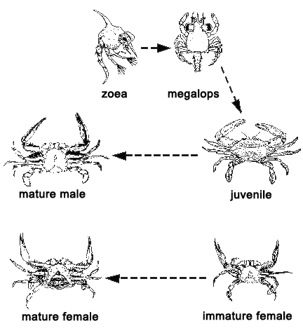 Life Cycle of Blue Crab