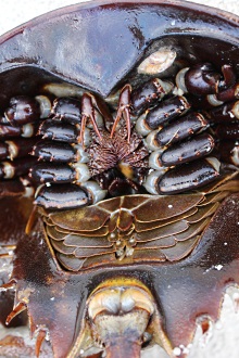 Underside of a male horseshoe crab