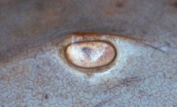 Horseshoe crab compound eye