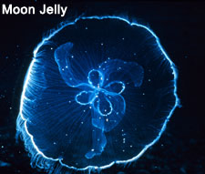 Moon Jelly fish