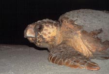 Loggerhead sea turtle - photographer Tom Murphy