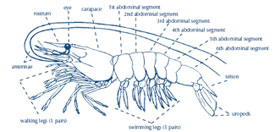 Shrimp Illustration