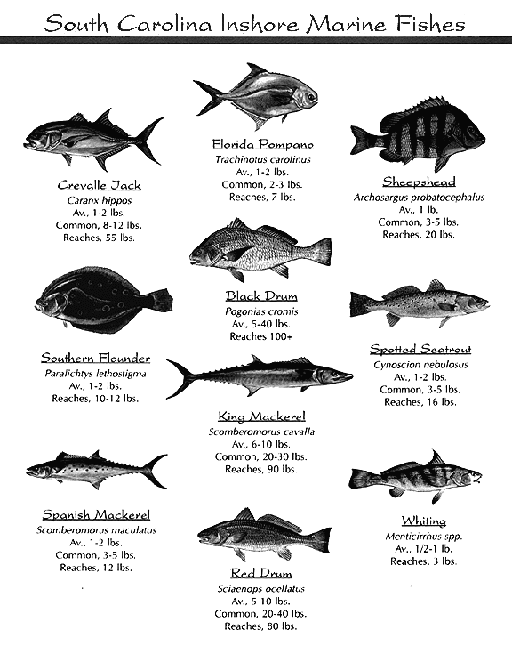 saltwater fish identification