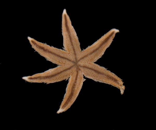 6 armed Luidia clathrata (striped sea star)  from off St. Catherine's Sound, Georgia