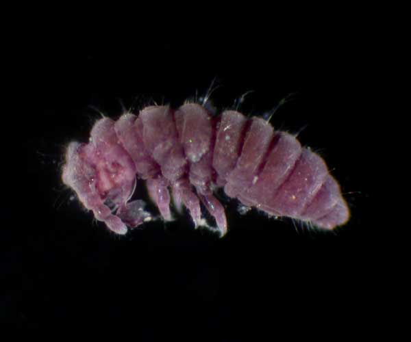 Anurida maritima (oyster springtail) from intertidal oyster reef, Charleston, SC