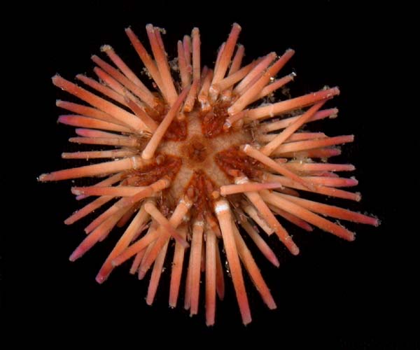 Arbacia punctulata (purple spined sea urchin) from off Charleston, SC