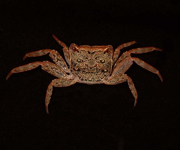 Armases cinereum (Squareback marsh crab) from Folly Public Oyster Grounds, SC
