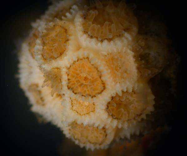 Astrangia poculata (coral) from coastal Charleston, South Carolina