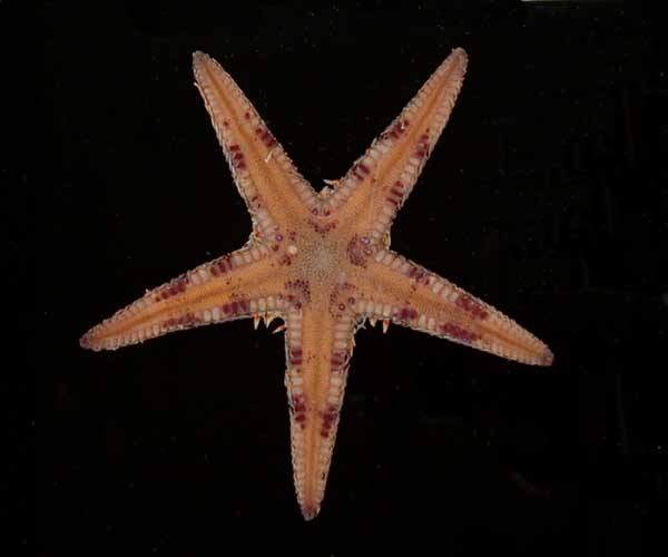Astropecten duplicatus (teo-spined starfish) from offshore SC
