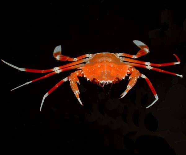 Bathynectes longispina (bathyal swimming crab) from Charleston Bump, 2003 Ocean Explorer Cruise