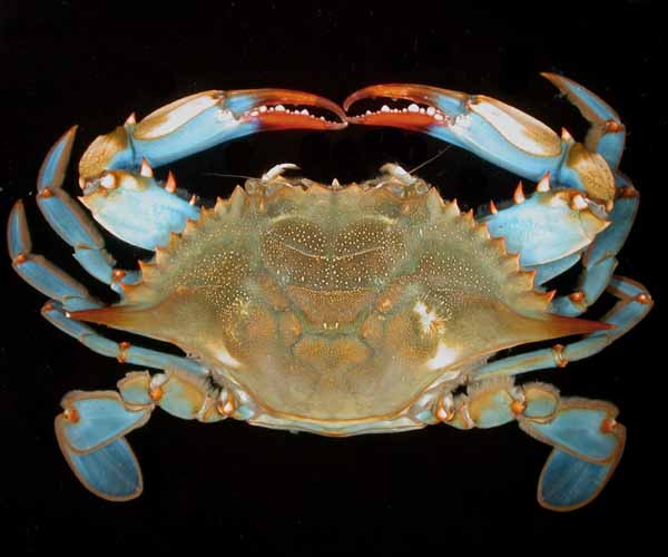 Callinectes sapidus (commercial blue crab), SC