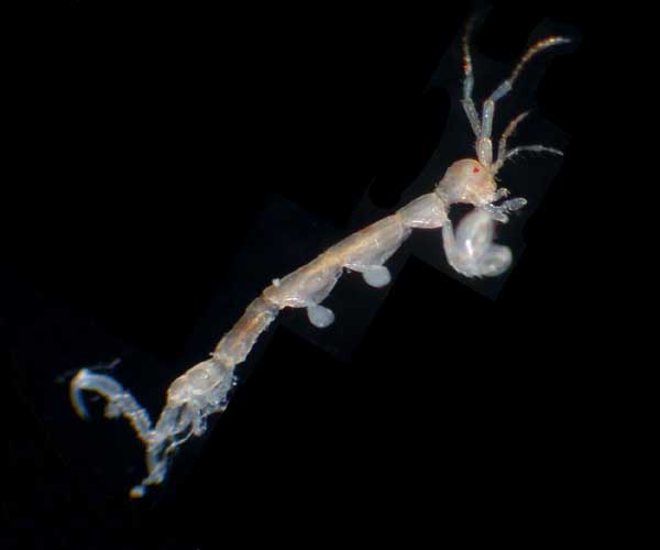 amphipod Paracaprella tenuis (skeleton shrimp) from Charleston Harbor oyster reef