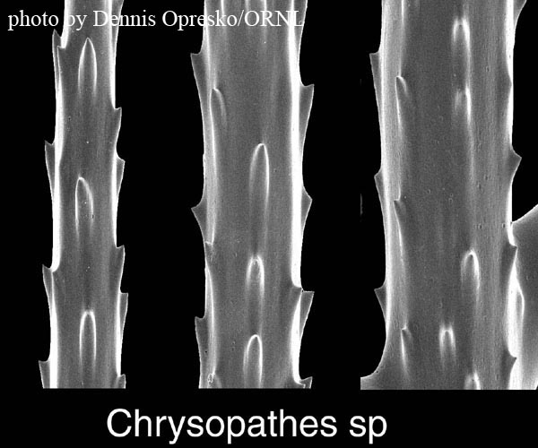 SEM image of spines of Chrysopathes n. sp., (black coral) from offshore St. Augustine, FL, OE 2004 ETTA cruise (courtesy Dennis Opresko, ORNL)