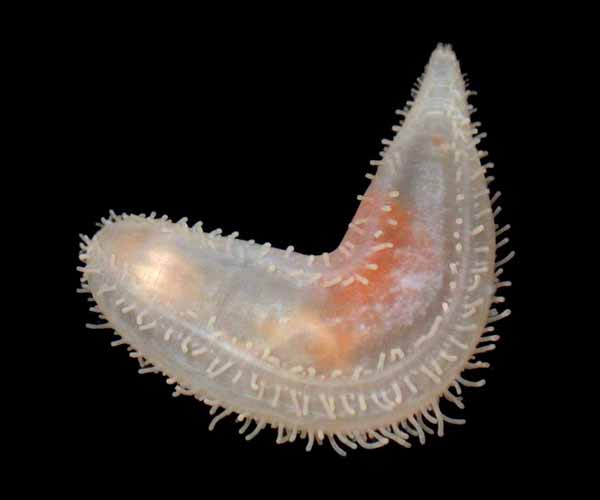 Pentamera pulcherrima (sea cucumber) from Folly Beach, SC