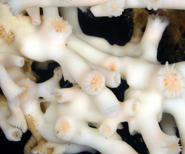 deep water scleractinian coral Lophelia prolifera from Popenoe's Coral Mounds, offshore Georgia, OE 2004 ETTA cruise