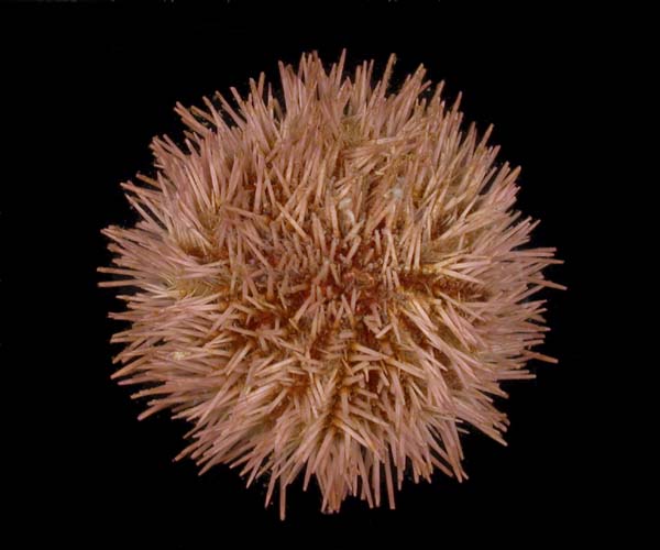 Lytechinus variegatus (variegated urchin) from off Georgetown, SC