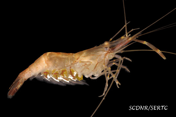 SERTC: Invertebrate Photo Gallery