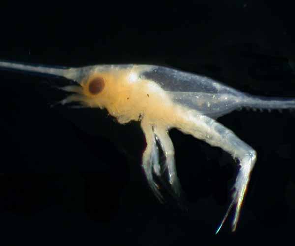 First zoea larvae of Petrolisthes armatus (porcelain crab)