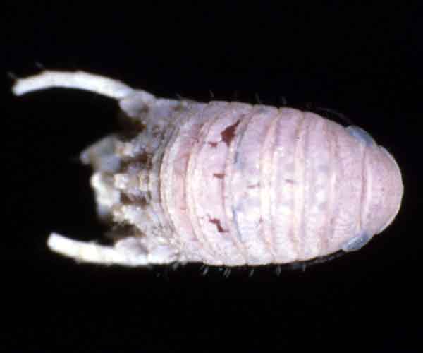 Paracereis caudata (isopod) from coastal South Carolina hardbottom