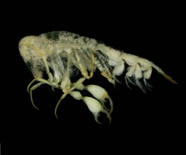 remains of a Phronima sp. specimen (hyperiid amphipod) collected with salp from the inside of a barrelfish gut (length = 43 mm)