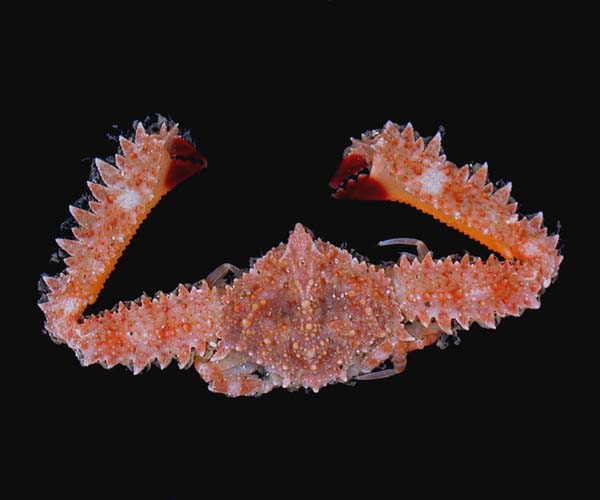 Platylambrus granulata (badetooth elbow crab)  from off St. Helena Island, South Carolina