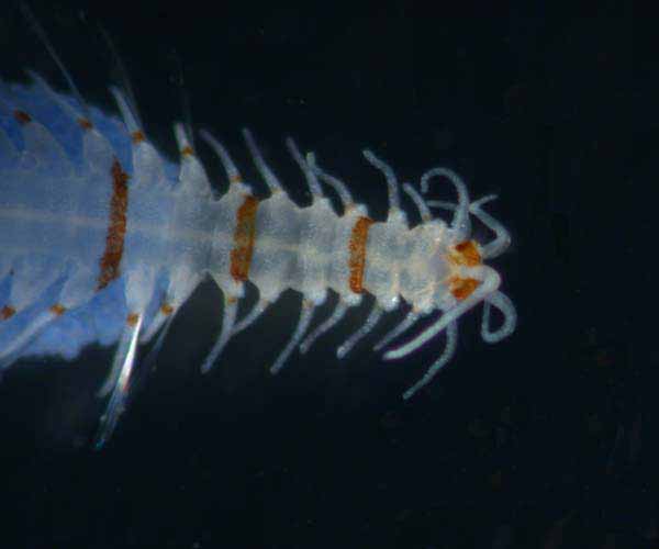 Proceraea fasciata (polychaete worm) from Charleston Harbor, South Carolina