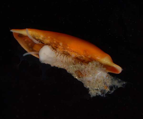 Simnialena uniplicata (one-tooth simnia) associated with octocoral Leptogorgia hebes, offshore Charleston, SC