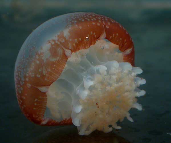 Stomolophus meleagris (cannonball jelly) from Inlet Creek, Isle of Palms, SC