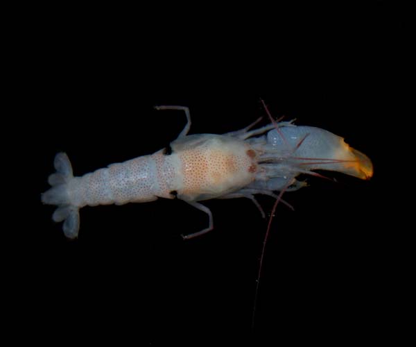  Synalpheus fritzmuelleri (speckled snapping shrimp)  from off Bull Island, South Atlantic Bight