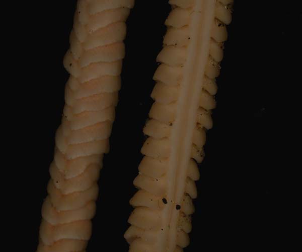 dorsal and ventral views of Virgularia presbytes, an octocoral from off Edisto Island, SC