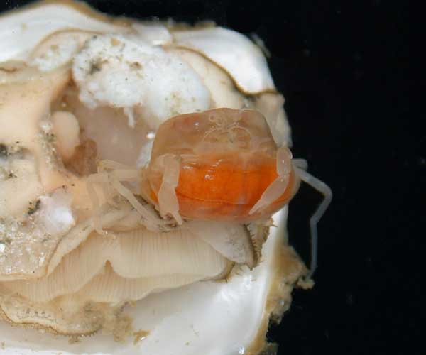 gravid female Zaops ostreus (oyster pea crab)  living commensally in the gills of the Eastern oyster, Crassostrea virginica, Charleston Harbor, SC