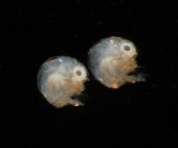 zoea 1 larval stage of Zaops ostreus (oyster pea crab) freshly hatched from gravid female collected from Charleston Harbor, SC