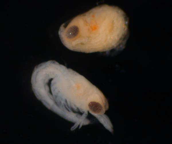 prezoea of Synalpheus sp. (snapping shrimp), offshore SC
