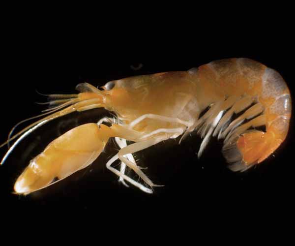 Alpheus (snapping shrimp) from Charleston Harbor, SC