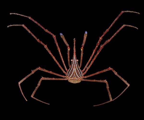 Stenorhynchus seticornis (arrow crab) from offshore Savannah, GA