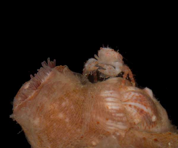 juvenile Porcellana sayana (spotted porcelain crab) perched on an hermit crab anemone, offshore Charleston, SC