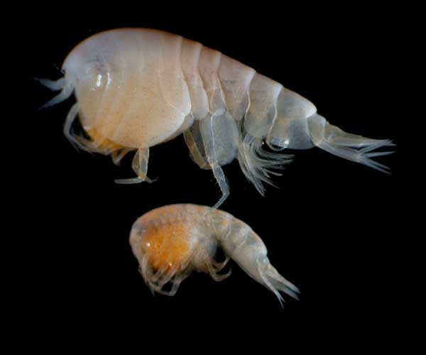 Amphipods (Stegocephaloides sp. ) associated with a large deep water sponge, offshore Georgia,  2004 OE ETTA cruise