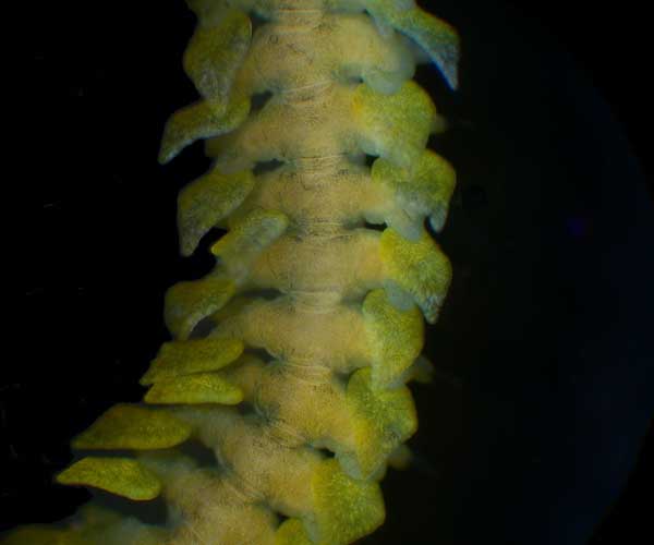 dorsal paddles of Nereiphylla fragilis (green oyster worm), intertidal oyster bed, Charleston Harbor, SC